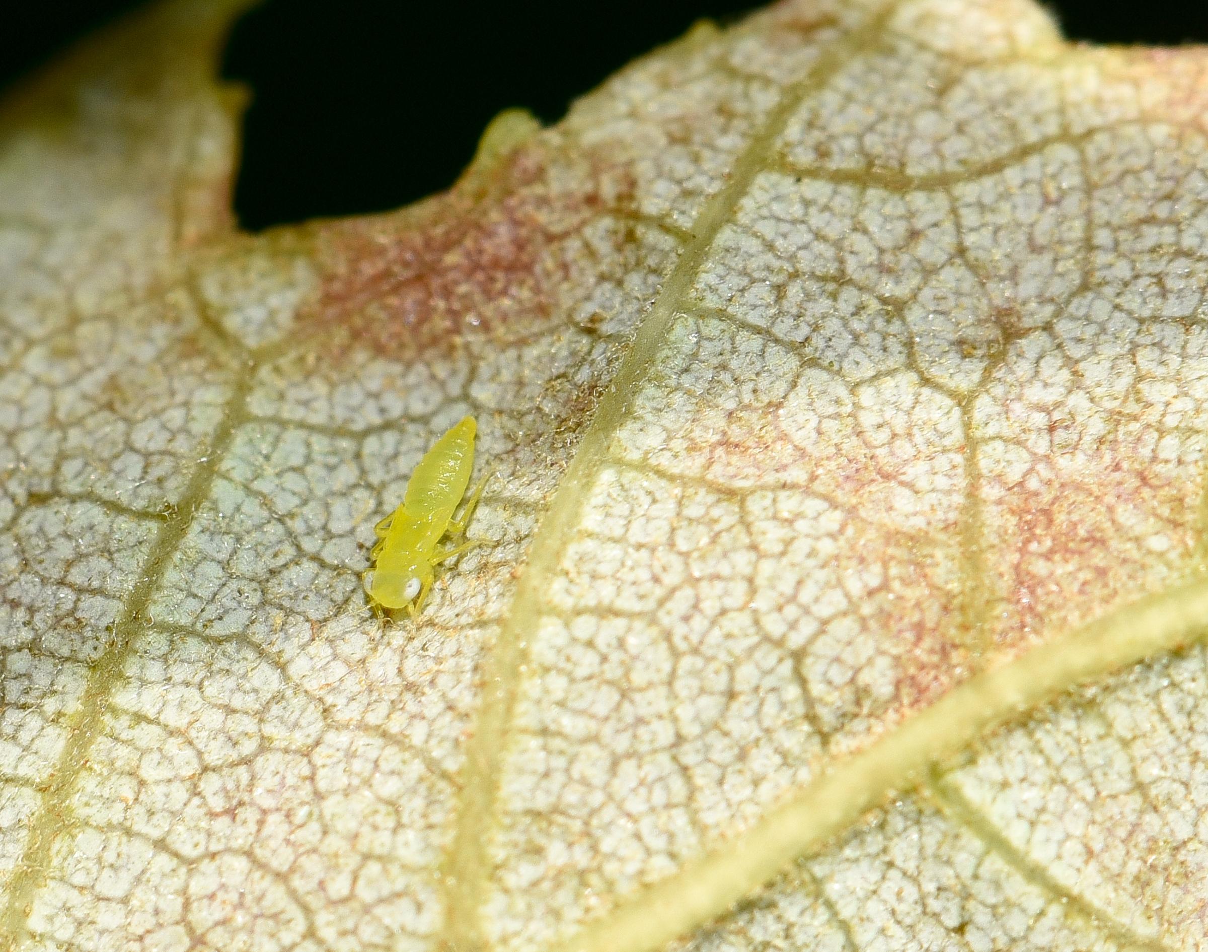 Potato Leafhoppers on Nursery Trees University of Maryland Extension